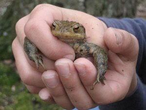 image-kroetenwanderung-froschwanderung-nuernberg_2
