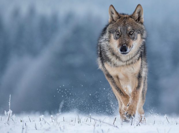 image-shutterstock_780503254-pic_32ratio_1200x800-1200x800-44802