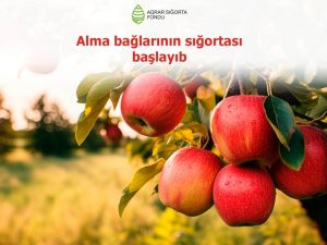 image-17101522572930955887_1200x630