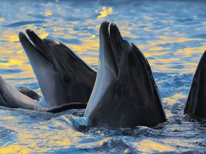 image-dolphins-pic905-895x505-57384