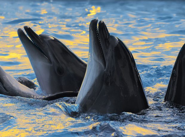 image-dolphins-pic905-895x505-57384