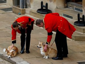image-2022-09-19t152701z_314551930_rc2ekw9ynqpz_rtrmadp_3_britain-royals-queen-horse-corgis-pic_32ratio_900x600-900x600-19065