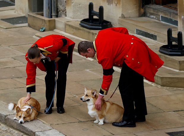 image-2022-09-19t152701z_314551930_rc2ekw9ynqpz_rtrmadp_3_britain-royals-queen-horse-corgis-pic_32ratio_900x600-900x600-19065