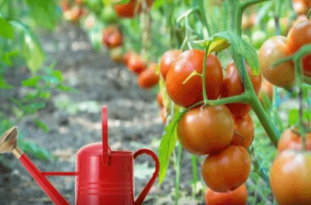 image-ekran_sekli_2024-05-19_131713