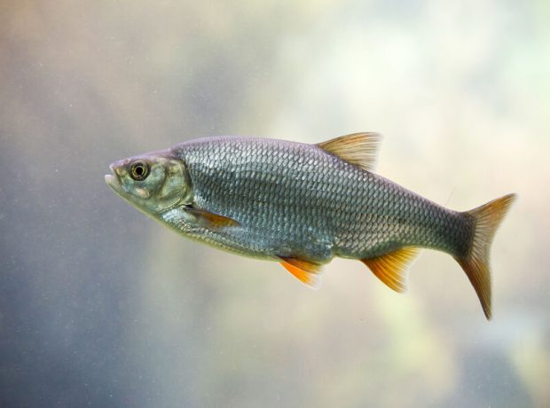 image-shutterstock_439608907-pic_32ratio_900x600-900x600-92405