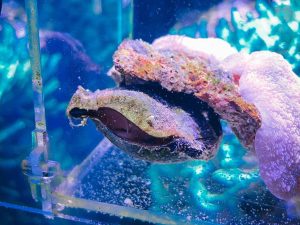 image-1-pic_32ratio_1200x800-1200x800-48528