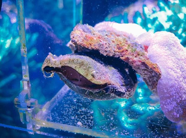 image-1-pic_32ratio_1200x800-1200x800-48528