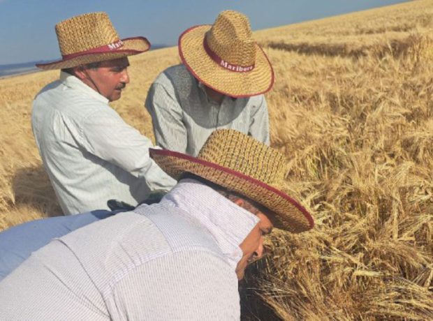 image-1717566981179523414_1200x630