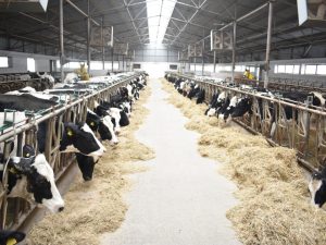 image-17177712121879863418_1200x630