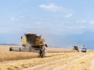 image-17181787111396948799_1200x630