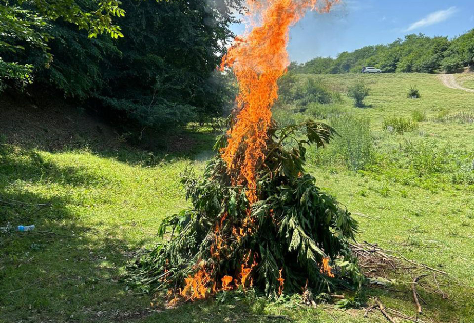 image-17189405313824828902_1200x630