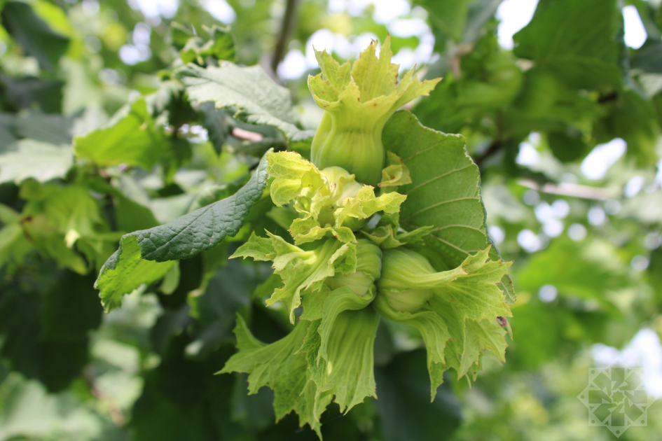 image-w_161720447196192552822_1200x630