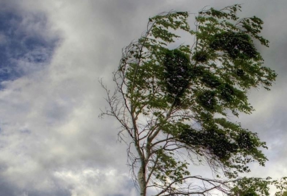 image-1679921794495872455_1200x630