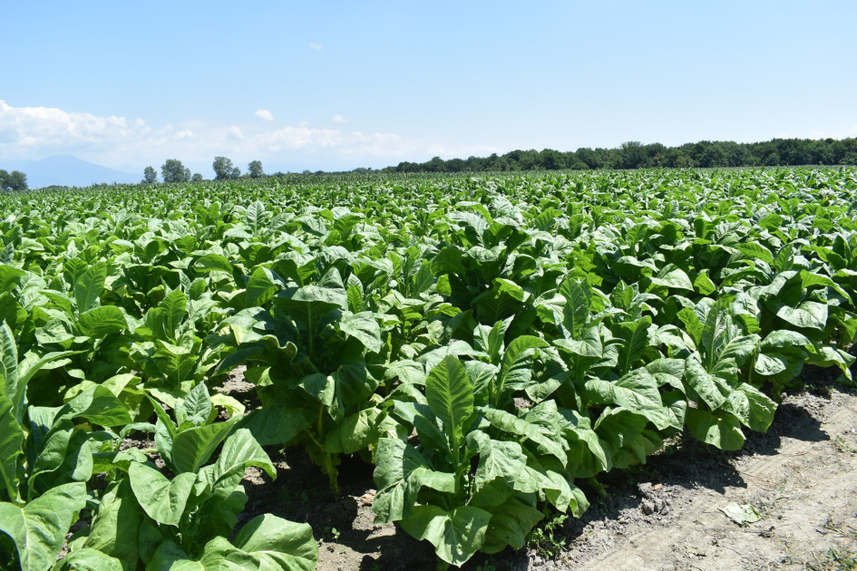 image-17230347422398535_1200x630