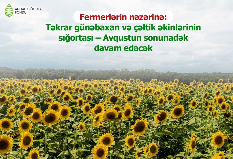 image-17237290363509143304_1200x630