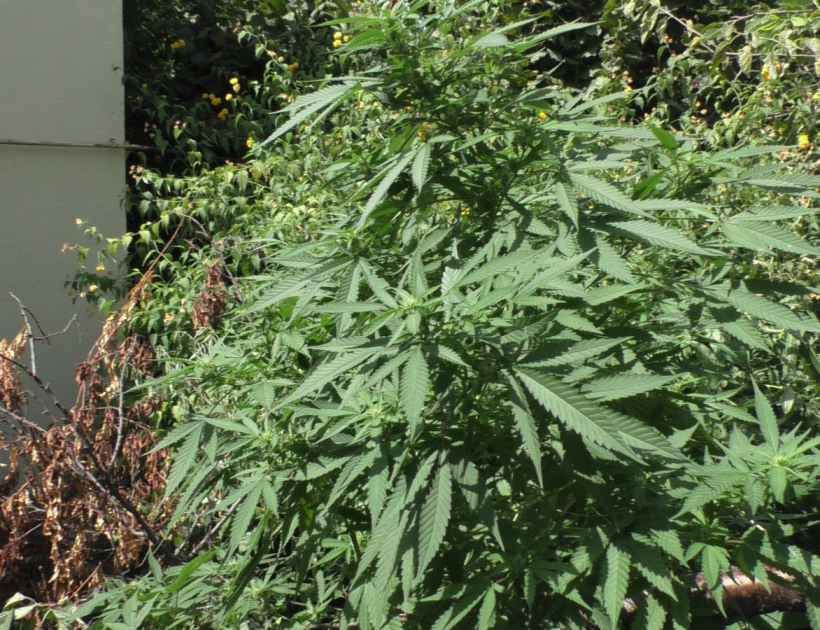 image-172527415795185330_1200x630