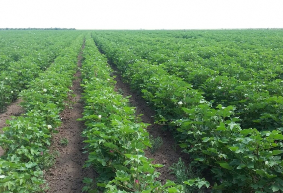 image-1726139862303072888_1200x630