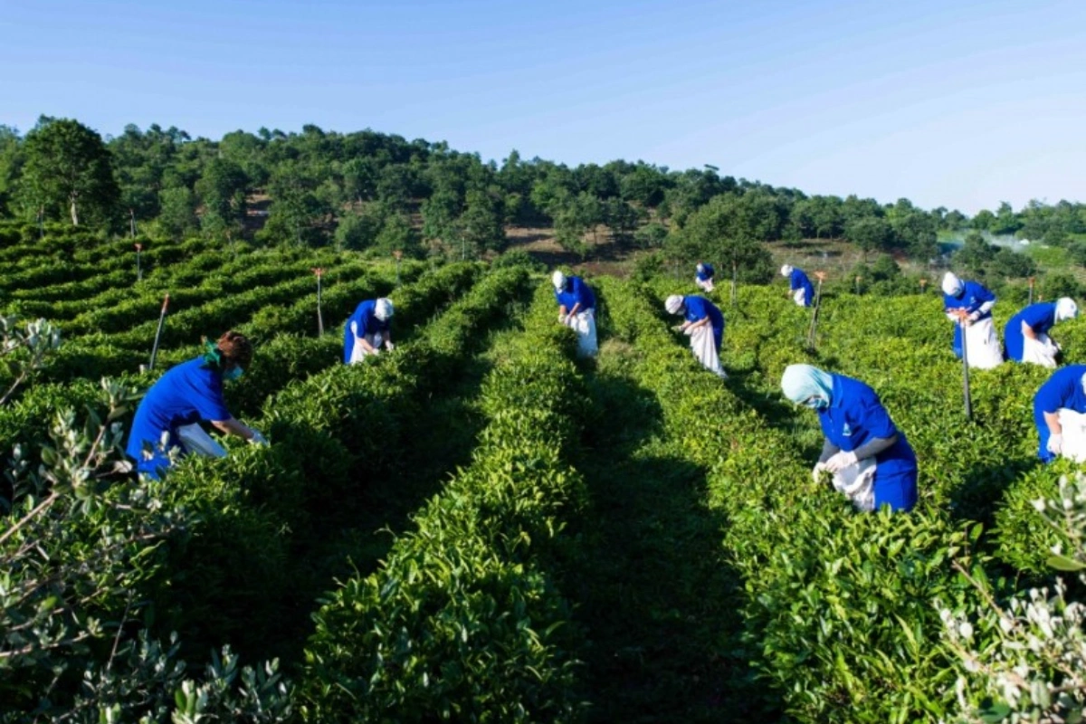 image-mimmswgnuhtbycj6zwon9attmfotpakz7tpzzstl_1200