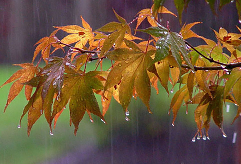 image-17290575204431356345_1200x630