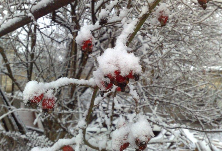 image-17295858191358365368_1200x630