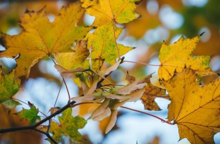 image-hava-payiz-yarpaq-1