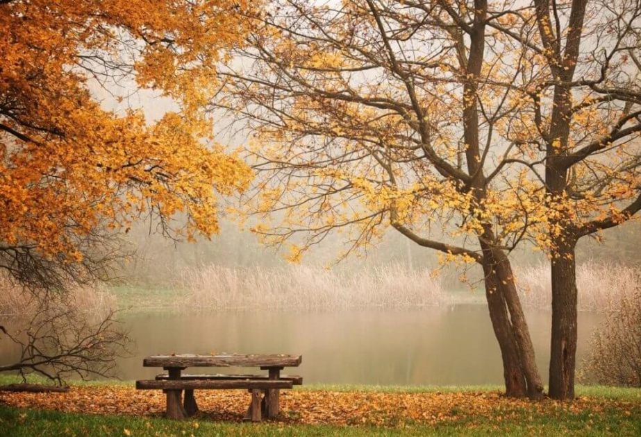 image-17338227701727153643_1200x630