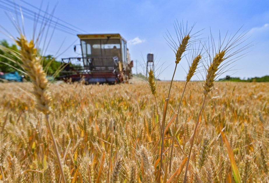 image-17342617155404961406_1200x630