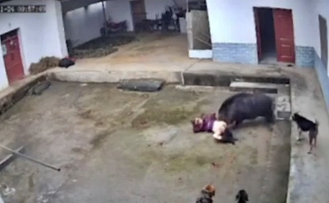 image-video-wild-boar-kills-woman-76-by-tossing-her-into-the-air