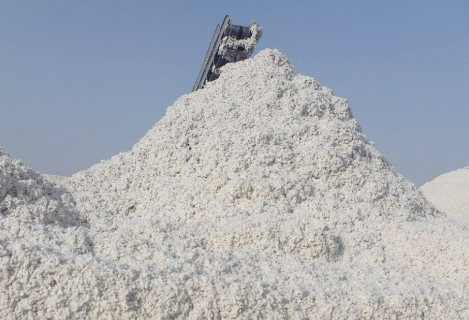 image-1736862840731544545_1200x630