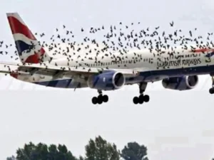 image-1566469559_the-inaugural-wildlife-hazard-strike