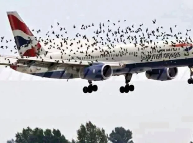 image-1566469559_the-inaugural-wildlife-hazard-strike