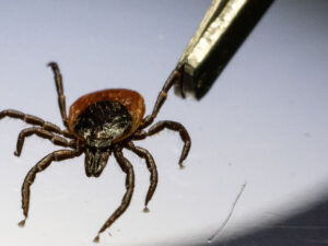 image-67fced6bae5ac97bb5094161