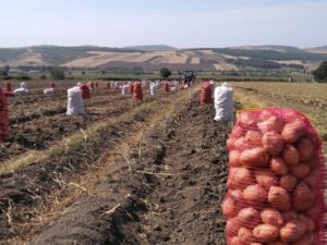 image-bksp4aern1vazflrkhakhmh7jfuqw7q5fqy79jm1