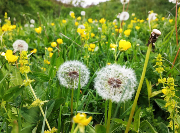 image-17466939293715836134_1200x630