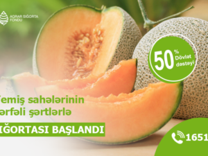 image-17486058986154633210_1200x630