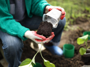 image-6810cf09ae5ac909cc278bc2