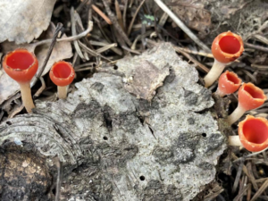 image-68148d0102e8bd79e71005a2