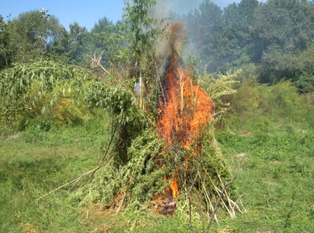 image-17492789512799938063_1200x630