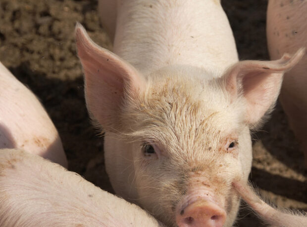 image-685a9cd8ae5ac93b962c8b58