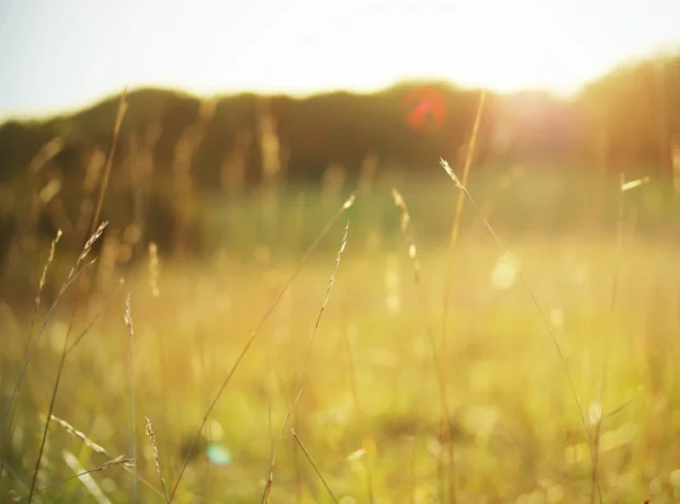 image-trava_travinki_koloski_rasteniya_pole_leto_solnce_svet_cvet_teplo_priroda_makro_2592x1728_1200