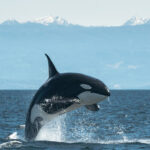 image-68c99383ae5ac9318f6be050