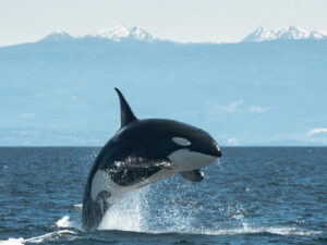 image-68c99383ae5ac9318f6be050