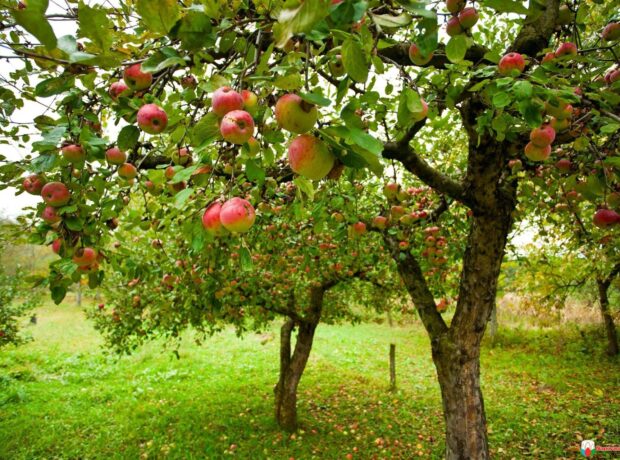 image-1655541468_alma-yetismesi