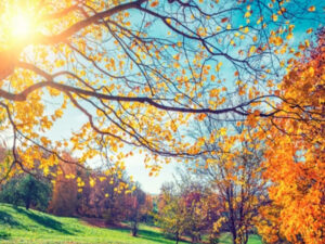 image-17012476772605126670_1200x630jpg-1701247938