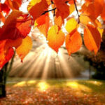 image-17627641362394033817_1200x630