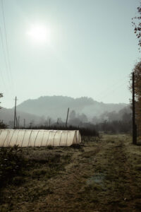 image-17637107423354264065_1200x630