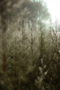 image-17637107425267053013_1200x630