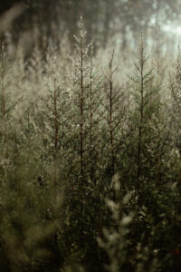 image-17637107426003526466_1200x630