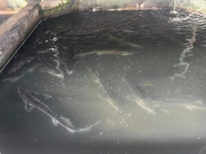 image-17637329681675611964_1200x630