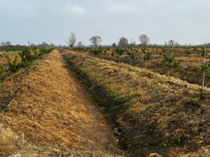 image-17637329681878510533_1200x630